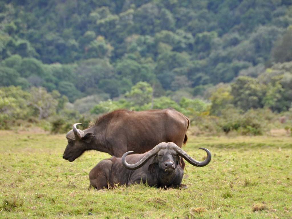 Arusha National Park