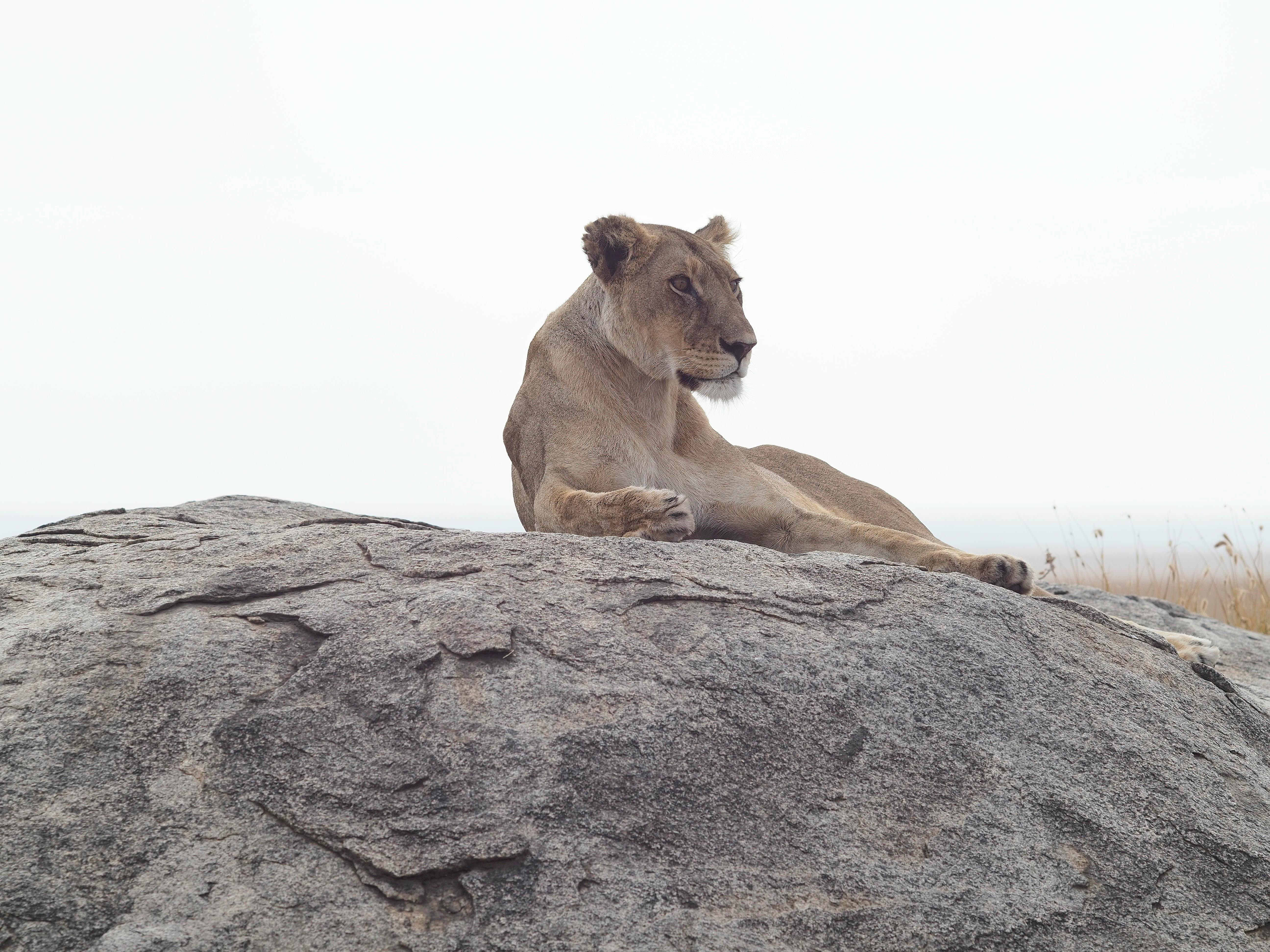Ngorongoro Crater Day Tour